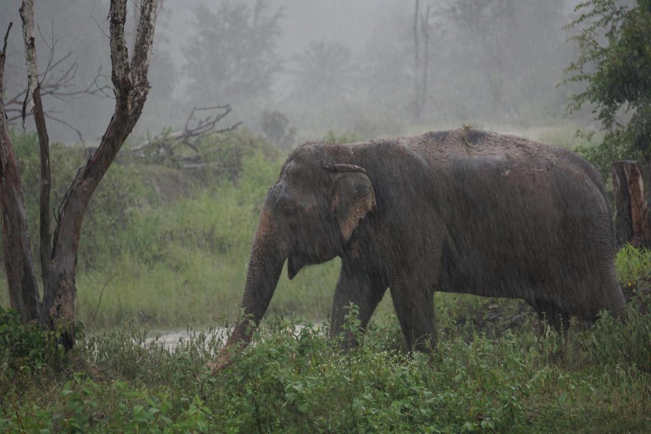 I Love Phants Lodge Ban Huai Thawai Eksteriør billede