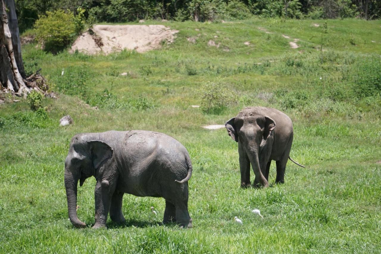I Love Phants Lodge Ban Huai Thawai Eksteriør billede