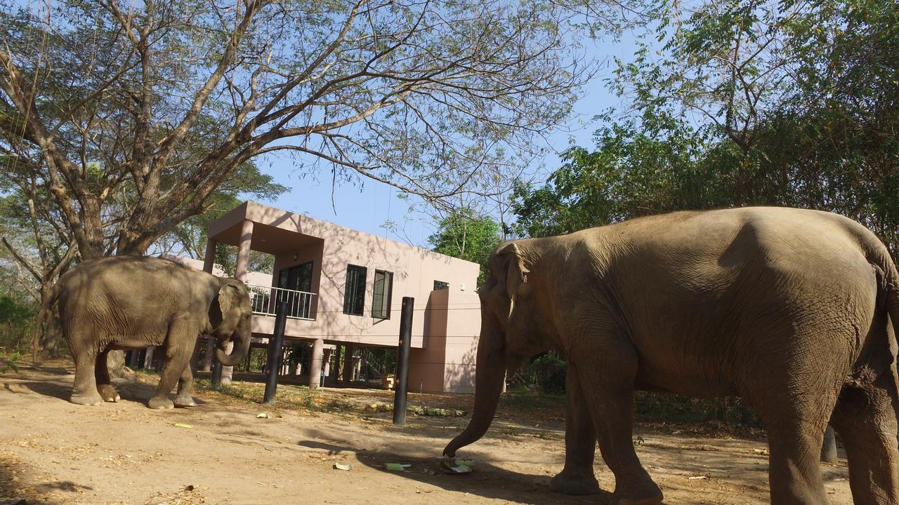I Love Phants Lodge Ban Huai Thawai Eksteriør billede
