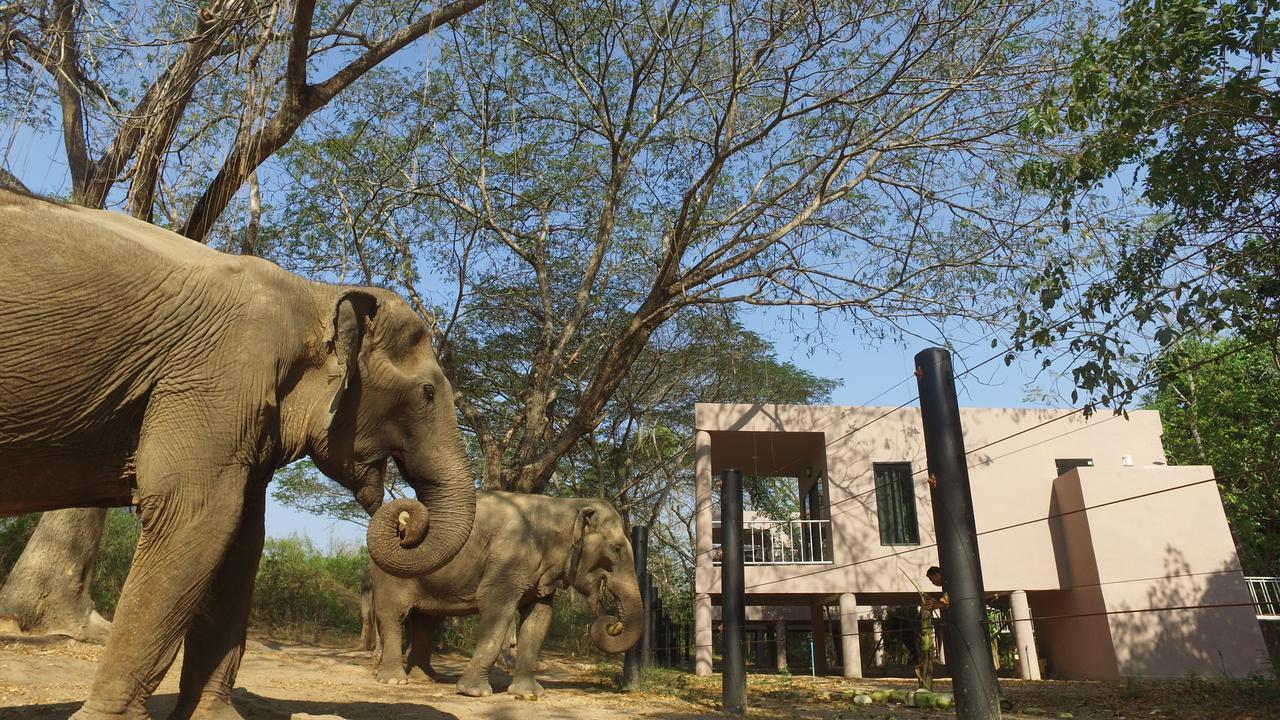 I Love Phants Lodge Ban Huai Thawai Eksteriør billede